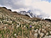 64 Nuvoloni in cielo, i Crocus si sonochiusi  mancando il sole